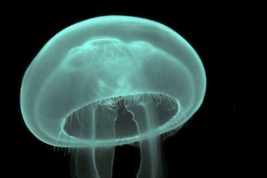Moon Jellyfish, from story by Fangfei Shan, Graduate Program in Science Writing.