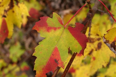 Leaves in autumn