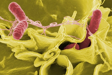 MIT biological engineers created new genetic circuits using genes found in Salmonella (seen here) and other bacteria.