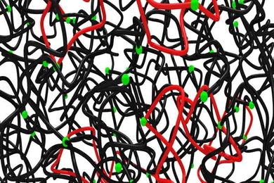 In this simulation of a polymer network, the red segments represent polymers that have looped onto themselves.