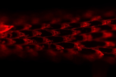 This fluorescent microscope image shows the tiny barbs that coat the tip of a porcupine's quills.