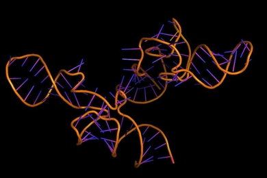 MIT biologists have found that alternative splicing of messenger RNA accounts for much of the differences seen between species.