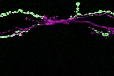 Expression of the synaptic vesicle protein Synaptotagmin (green) at Drosophila synapses (labeled in magenta). Together with the fusion regulator, complexin, these two proteins control the ability of neurons to communicate at synaptic connections.