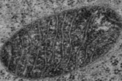 MIT chemists have devised a way to identify which proteins are present in different compartments of the mitochondria.