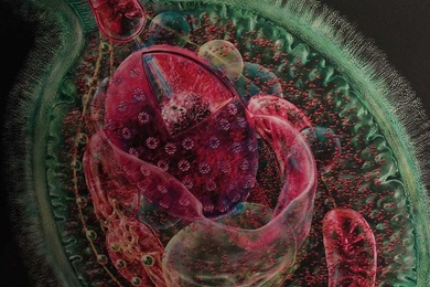 organelles inside a cell