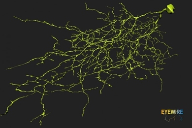 A image of a neuron mapped by users of <a href="http://eyewire.org">EyeWire</a>, a game to map the retinal connectome, which is run by MIT's Sebastian Seung, who joined other prominent researchers Tuesday for President Obama's announcement of the BRAIN Initiative.