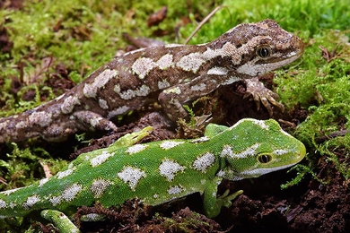MIT algorithms analyze the complex patterns of jeweled geckos to match up images of particular individuals.