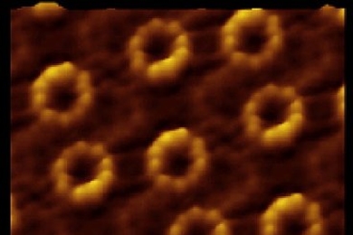 In this atomic force microscope image, the rings of light-harvesting complex 2 (LH2) are seen on the surface membrane of a purple bacterium. The arrangement of these complexes, as well as their shapes, help to make them extremely efficient at collecting the energy from light.