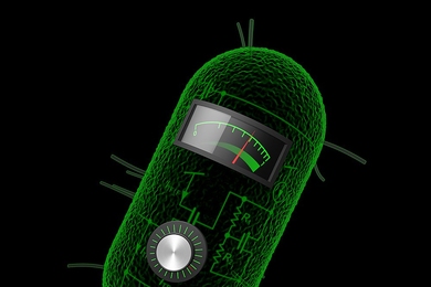 MIT engineers have created synthetic biology circuits that can perform analog computations such as taking logarithms and square roots in living cells.