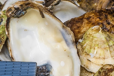 This photo shows the brick-and-mortar pattern of simulated bone and nacre against the backdrop of real nacre found in the inner shell of many molluscs.