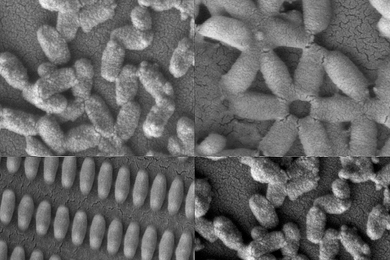 Researchers at MIT and the University of North Carolina created these coated nanoparticles in many shapes and sizes.