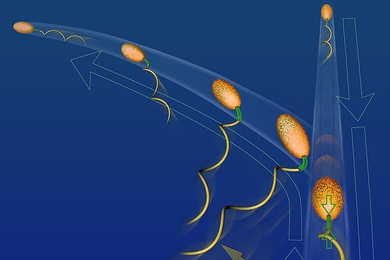 Motile marine bacteria exploit a buckling instability of the flexible hook (green) at the base of their flagellum (yellow) to change swimming direction, turning what is otherwise a structural failure into a fundamental biological function. 
