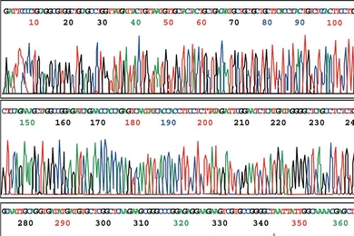 A genome sequence trace