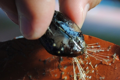 A mussel collected in Boston Harbor clings to a clay slab, attached by an array of thin filaments called byssus threads. New MIT research has revealed the secret of the resilience of these threads.