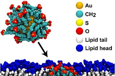 Illustration shows the passage of a gold nanoparticle (in orange) covered with a monolayer of hydrophobic/hydrophilic material (shown in blue-green, yellow and red), passing through a cell membrane composed of lipids (white and blue). 