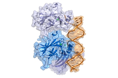 A structural diagram of the p53 protein bound to a molecule of DNA.
