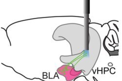 The top illustration depicts a blue-light sensitive protein for activating basolateral amygdala axon terminals and optical fiber over the ventral hippocampus. The bottom two illustrations represent the exploring pattern (red lines) of a ChR2-expressing mouse in the three-chamber sociability test: When the light is off (middle), the mouse prefers exploring the chamber with an enclosed mouse over ex...