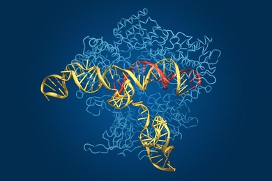 This image of the Cas9 complex depicts the Cas9 protein (in light blue), along with its guide RNA (yellow), and target DNA (red).