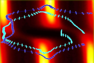 Bacteria swimming in flowing water are shown in this diagram of a mathematical model of their motions by the researchers. The background colors show the orientation of the cells' long axis (horizontal axis) and their position across the width of the stream (vertical axis). Superimposed on that are two representative examples of bacteria, showing their changing orientation, and revealing that they ...