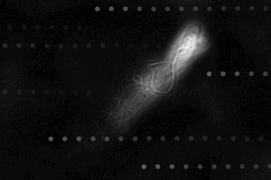 Superimposed photographs of a human sperm cell swimming upstream along the wall of a microfluidic channel, with overlaid virtual tracer particles indicating the flow direction. 