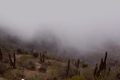 Screenshot from the video, "Harvesting Fresh Water from Fog"