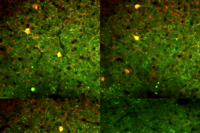 Neurons in the primary visual cortex of an awake mouse