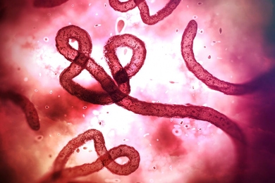 Ebola virus