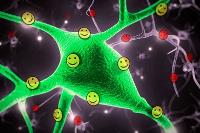 Neuroscientists from MIT’s Picower Institute for Learning and Memory have identified two populations of neurons in the amygdala that process positive and negative emotions.