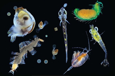Pacific Ocean Plankton
