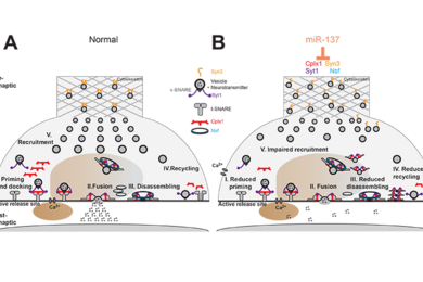 Proposed model for presynaptic effects of miR-137