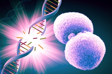The bacterium Streptococcus pneumoniae, a common cause of pneumonia,can damage DNA in lung cells, a new study shows.