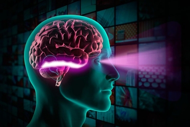Researchers have found that neuron firing patterns in the inferior temporal (IT) cortex, highlighted here, correlate strongly with success in object-recognition tasks.