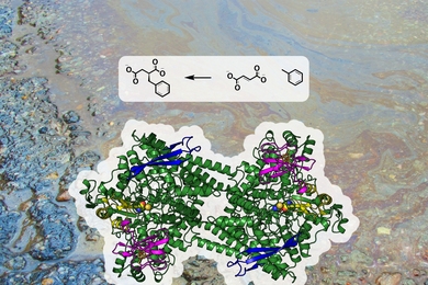 The enzyme benzylsuccinate synthase captures and attaches to the hydrocarbon toluene, a major component in gasoline, to break it down into benzylsuccinate. Shown here are the enzymatic reaction and chemical structures of toluene (right), fumarate (center), and benzylsuccinate (left) against the backdrop of an oil spill.  