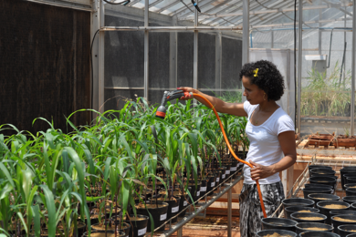 Agronomy researcher Maria Inês Lopes de Oliveira waters plants at an Embrapa greenhouse in Brazil, where experiments show a new potassium fertilizer, derived from potassium feldspar, promotes faster growth. Antoine Allanore, the Thomas B. King Assistant Professor of Metallurgy at MIT, developed the potash alternative from Brazilian feldspar. Lopes de Oliveira is a professor at the Federal Institu...