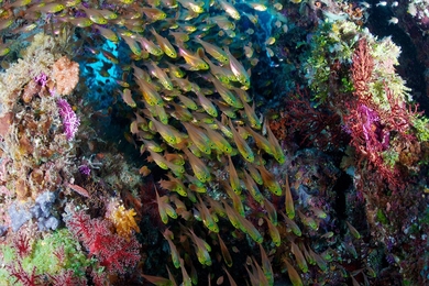 MIT Visiting Artist Keith Ellenbogen photographed large school of golden sweepers within a coral reef in Palau.