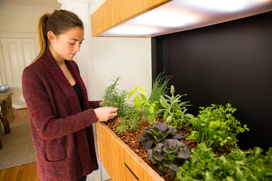 The intelligent indoor Grove Ecosystem produces fresh vegetables, herbs, and small fruits year-round. 
