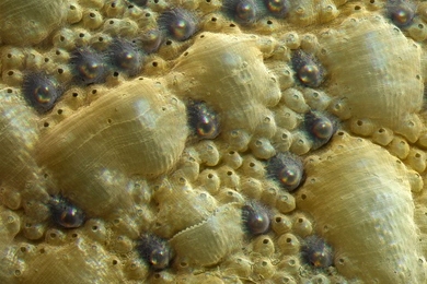 Close-up image of part of the shell of a chiton (Acanthopleura granulata) shows the two kinds of sensory organs that cover the shell surface. The eyes are the dark bumps with shiny centers. The exact function of other sensory organs called aesthetes (small bumps with black centers) is not yet known.