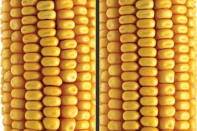 An example of the Non-Local Variations algorithm that automatically detects and visualizes small deformations between repeating structures in a single image. On the left is the original image. In the right image, the variability in the shape of the corn’s kernels is reduced, and the misalignment of rows is corrected. 