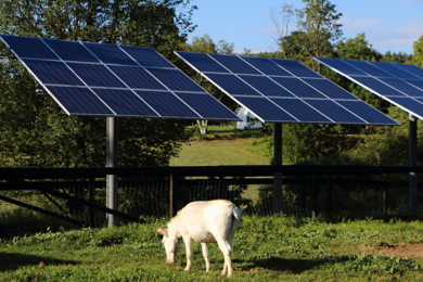 A donkey grazes in a pasture near solar panels at Sanctuary Dairy Farm Ice Cream in Sunapee, New Hampshire.