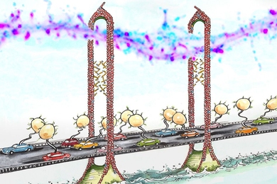 MIT neuroscientists discovered that the protein CPG2 connects the cytoskeleton (represented by the scaffold of the bridge) and the endocytic machinery (represented by the cars) during the reabsorption of glutamate receptors. Each "car" on the “bridge" carries a vesicle containing glutamate receptors.
