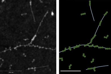 The atomic-force microscopy (AFM) image on the left demonstrates the physical binding between fibrinogen proteins and single walled carbon nanotubes. The right shows a trace of the AFM image with the fibrinogen in green and nanotubes in light blue.