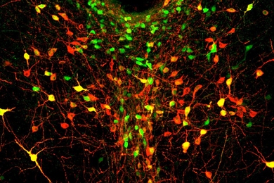 In this image of the dorsal raphe nucleus, dopamine neurons are labeled in green, red, or both (appearing yellow).