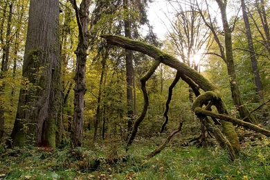 Bialoweiza Forest is one of the last and largest remaining parts of the immense primeval forest that once stretched across the European Plain.