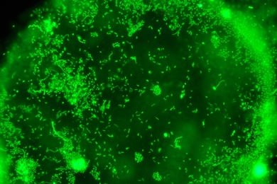 Fluorescence microscopy reveals the surface of a single synthetic particle colonized by wild marine microorganisms (green), which are fluorescently labeled with a double-stranded DNA stain.