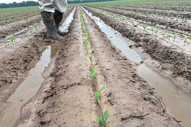 Water stands between the raised beds of corn verification plot.