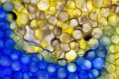 A bubble of carbon dioxide (CO2) gas is trapped by capillary forces in a bed of glass beads saturated with water; as the CO2 dissolves into the water, an aqueous pH indicator changes from blue to yellow. The MITEI Low-Carbon Energy Center for Carbon Capture, Utilization, and Storage will advance research with support from members including ExxonMobil. 