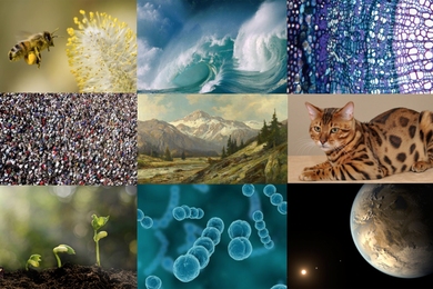 The term “wild,” is receiving renewed attention from academics and popular authors alike. MIT historian Harriet Ritvo notes that even those who are critical of the term employ it frequently, and that most of us remain uncertain of the word's conceptual parameters.