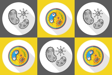 A team of researchers at MIT, the University of Brasilia, and the University of British Columbia has now engineered an antimicrobial peptide that can destroy many types of bacteria, including some that are resistant to most antibiotics. 