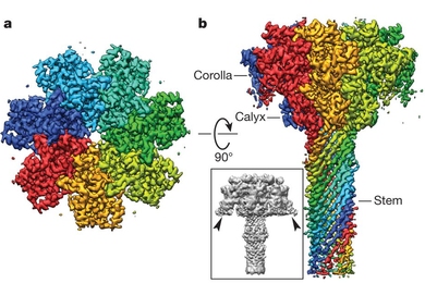 Collaborative research by Bradley Pentelute, the Pfizer-Laubach Career Development Associate Professor in Chemistry, and scientists at UCLA and Harvard Medical School, used cryo-electron microscopy to understand the mechanisms behind anthrax bacteria toxin delivery system (shown here).