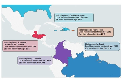 New research shows that the Zika virus circulated in many regions of the Americas for several months before cases of infection were detected.